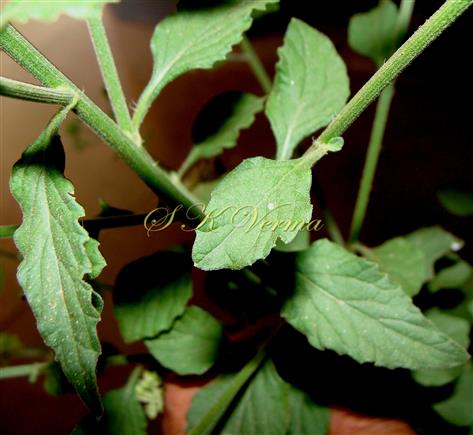  Shoot with striate stem and leaves